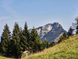 kranzhorn002