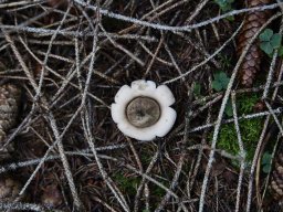 mordau009