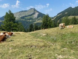 ladenbergbergalm010